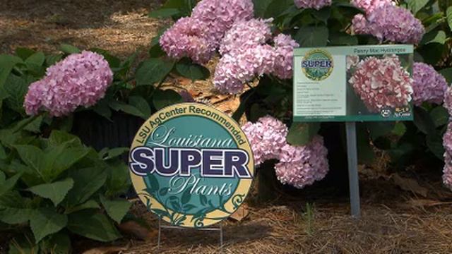 Super Plant Penny Mac hydrangea reblooms throughout summer смотреть онлайн