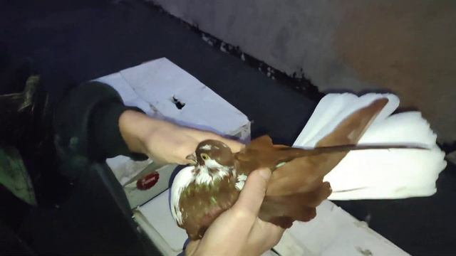 Рассказ о Николаевских/Кировоградских голубях. Личный пример владения. Часть 2 смотреть онлайн