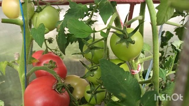 Сорта томатов: Корнабель, Альбенго, Джек пот, Купидон, Черри Ира, Оранжевый Слон, в теплице. смотреть онлайн