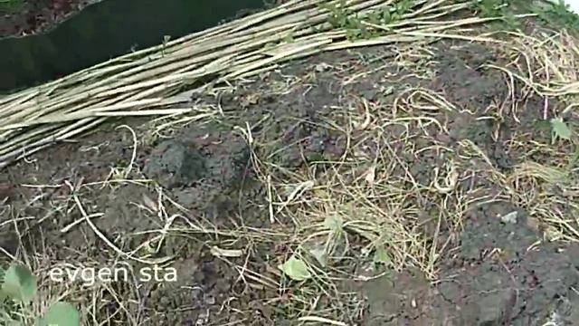 Весенний обзор виноград, малина смотреть онлайн