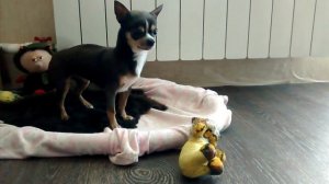 Чихуахуа учится лаять. Разгавгачиваем мини чихуа