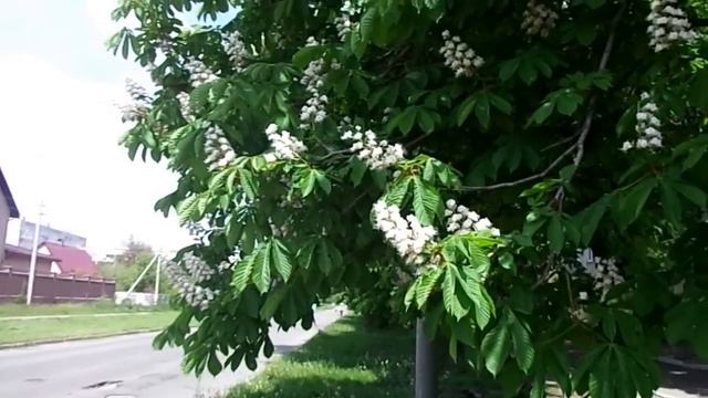 Не только в Киеве цветут каштаны смотреть онлайн