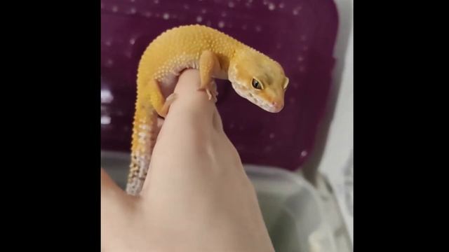 Эублефар смотреть онлайн