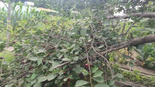 Вишня 2021 сборка и просто бомба урожай. смотреть онлайн