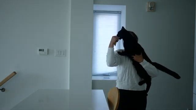 Teach Your Cat To Enjoy Being Picked Up смотреть онлайн