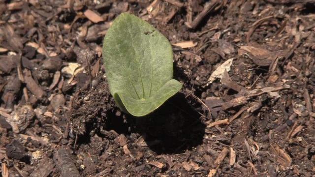 How to Grow Pumpkins From Seed - Step By Step смотреть онлайн