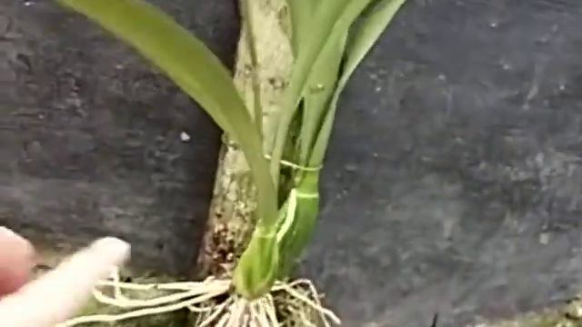 Encyclia alata смотреть онлайн