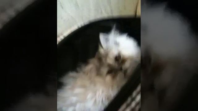 Ехала в сумке 4 часа думал будет ненавидеть ее смотреть онлайн