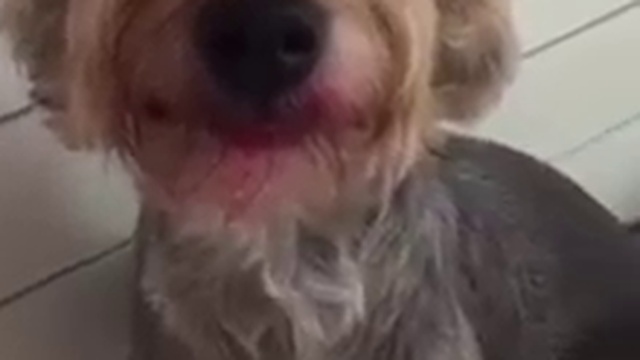 ой, не могу, морда этой псины сделала мой вечер) смотреть онлайн