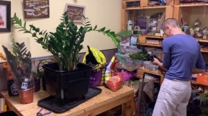 Пересадка большого замиокулькаса | Мое мнение о горшках Лечуза