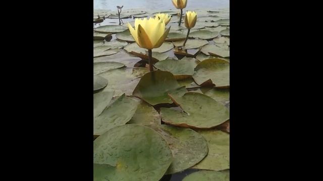 Yellow Hardy Water Lily смотреть онлайн