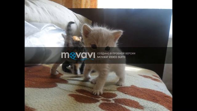 Животные под красивую музыку