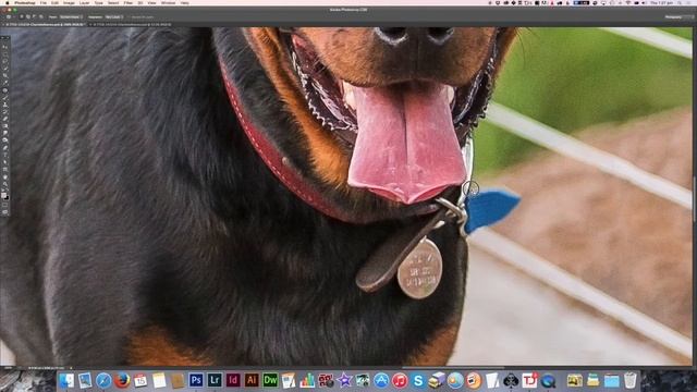 Leash Removal Using Patching in Photoshop - Pet Photography Editing Demo смотреть онлайн