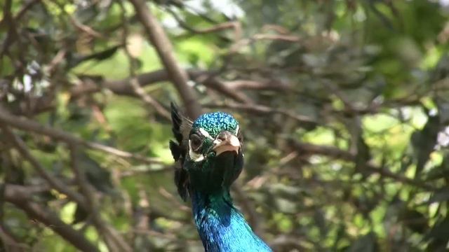 Bodrum Castle смотреть онлайн