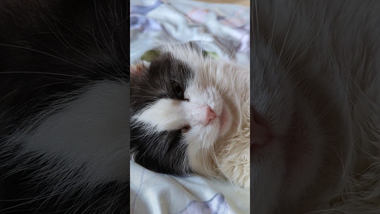 кошка спит с открытыми глазами ( она живая ) #shorts смотреть онлайн