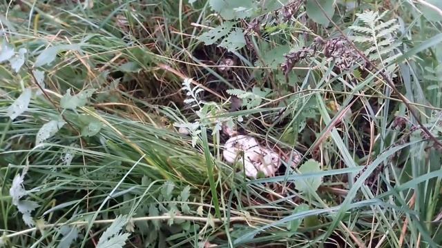 За грибами с мешками, собираем грузди!!! смотреть онлайн