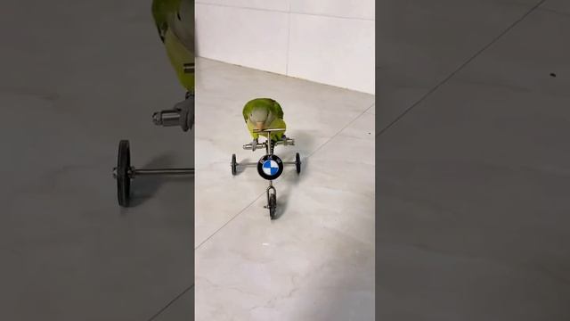 Cute birds ride bikes to feed #bird #cute #funny #lovebirds смотреть онлайн