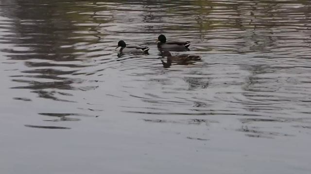 Nikon P7800 Zoom смотреть онлайн