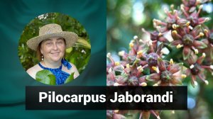 Разбор препарата ПИЛОКАРПУС ЯБОРАНДИ PILOCARPUS JABORANDI  | Гомеопатия и здоровье