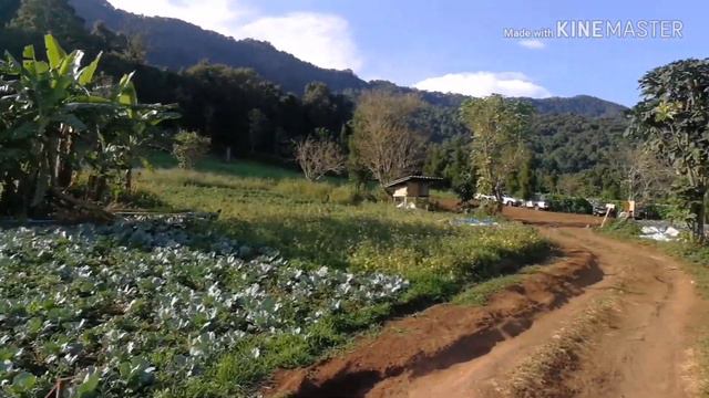 ดอกไฮเดรนเยียขุนแปะ смотреть онлайн
