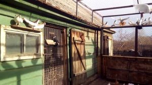 Голуби Оренбургской области