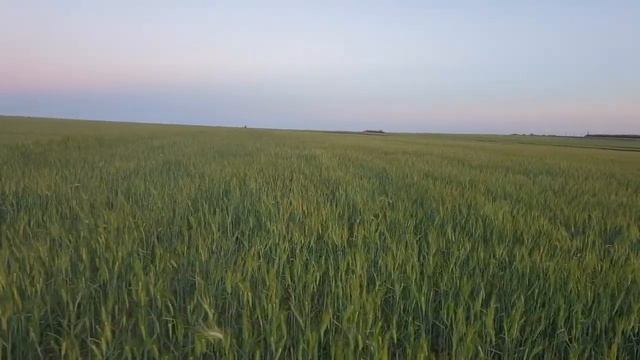 Канадская твёрдая пшеница Чикаго в колосе смотреть онлайн