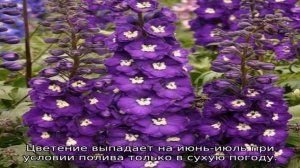 Дельфиниум (Магический фонтан)