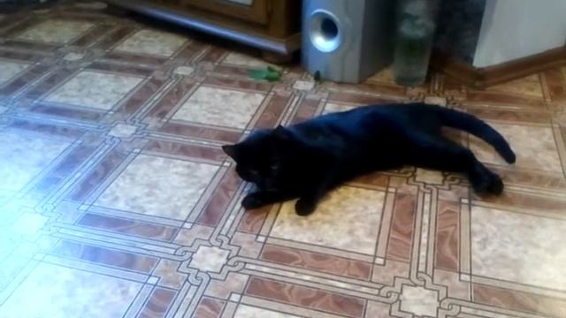 Пьяный кот. смотреть онлайн