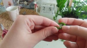 Размножение крассулы Плауневидной #суккуленты #succulents #крассула #суккулент