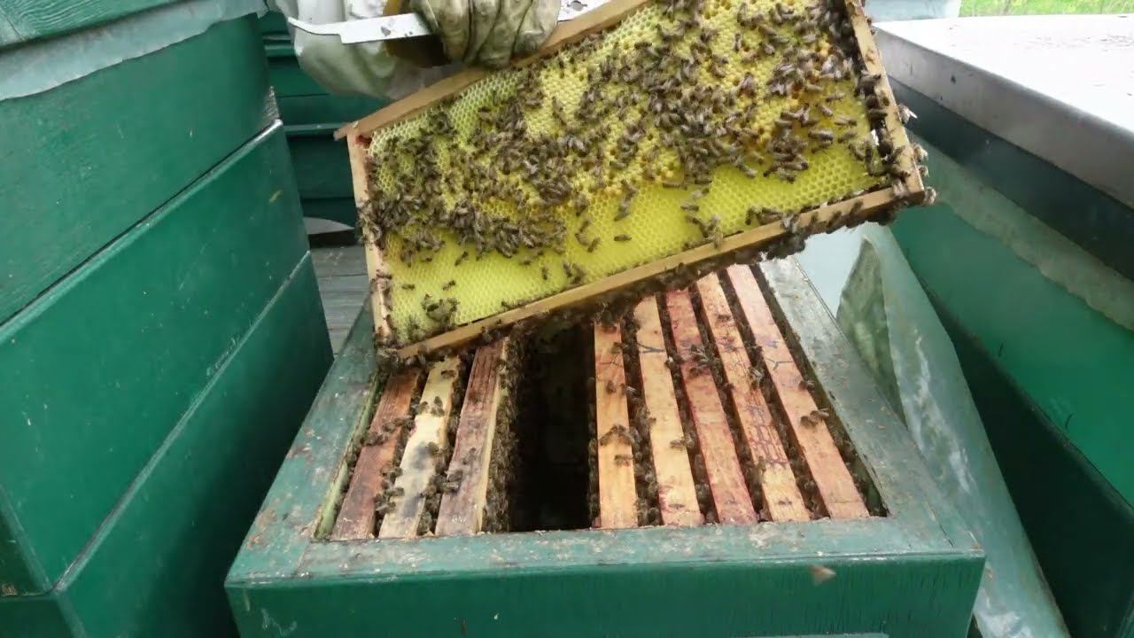 май горячая пора для пчеловода, но плановый осмотр предупреждает роение пчел смотреть онлайн