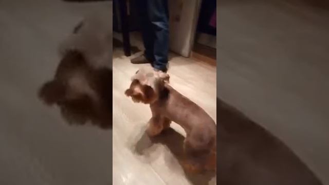 шунечка после стрижки смотреть онлайн