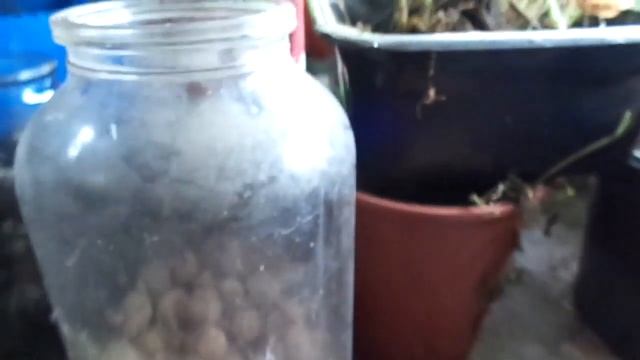 Картофель урина цветы 20.03.2015 1 смотреть онлайн