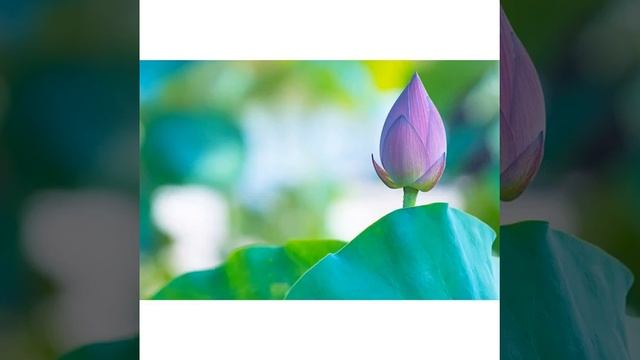 41 Things Spock Would Say About Flowers смотреть онлайн