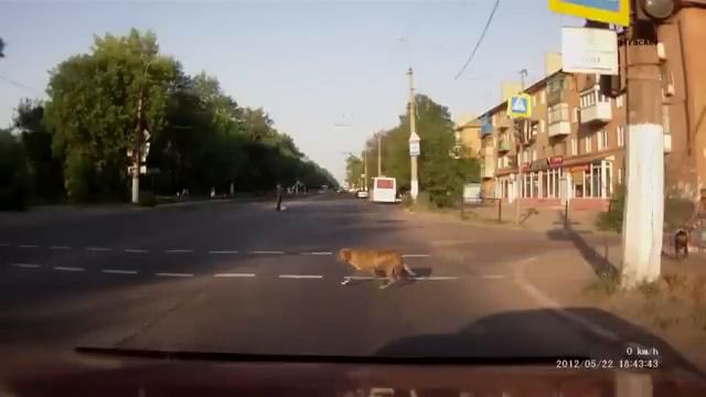 Он всегда так переходит дорогу . смотреть онлайн