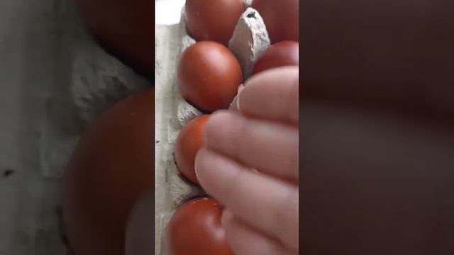 ВЫБИРАЕМ ЯЙЦО МАРАНА НА ЗАКЛАДКУ // ВАЦАП ДЛЯ ЗАКАЗА 8-915-245-81-59 ПИСЬМЕННО смотреть онлайн