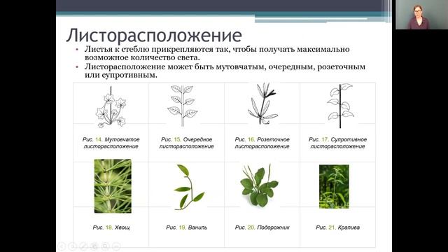 Биология 6 класс 9-11 недели. Лист. Внешнее и клеточное строение. Функции листа смотреть онлайн