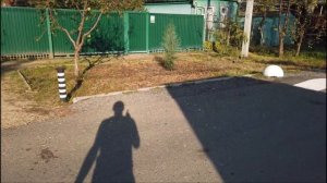 Посадка кипариса аризонского фастигиата