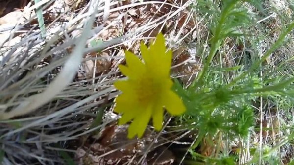 Подснежники в Сибири_Snowdrops in Siberia