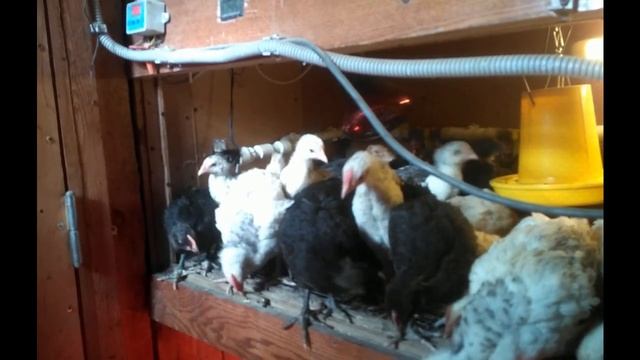 Месячные цыплята породы Австралорп и Пушкинская/Monthly chickens of breed Australorp, Pushkinskay смотреть онлайн