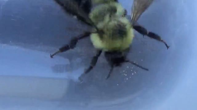 Bumble Bee Who Can't Fly смотреть онлайн