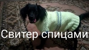 Свитер для собаки спицами