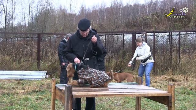 Работа на столе, занятие в группе, дрессировка собак, 12.11.2017 смотреть онлайн