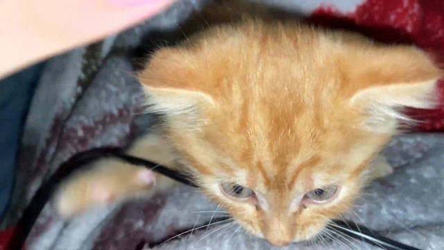 асмр мой котёнок мурчит для вас на протяжении 1 минуты 🐾 asmr cat смотреть онлайн