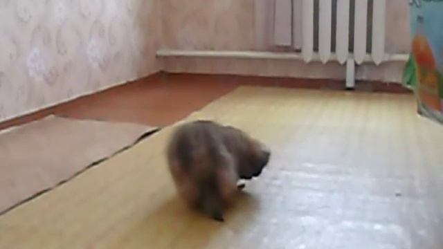 соня ест рыбу смотреть онлайн