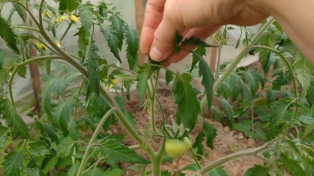 Формирование томата в два ствола. смотреть онлайн