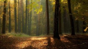 Футаж Таинственный лес