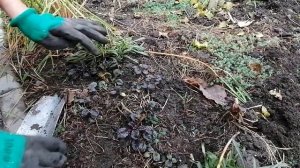 Живучка ползучая. Рассаживаю осенью.