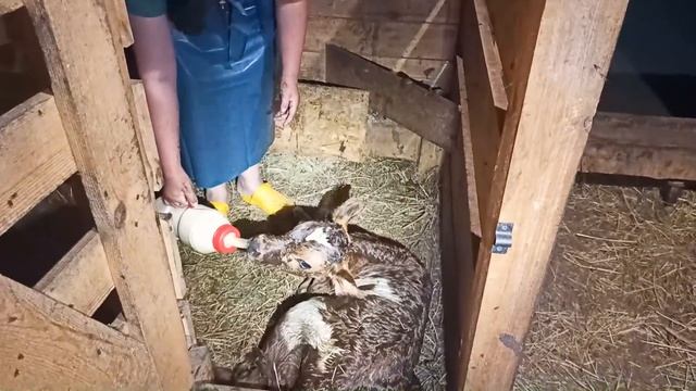 У НАС ПОЯВИЛАСЬ ИГРУШКА!!! НЕОЖИДАННЫЙ ОТЁЛ КОРОВЫ МАЛЫШКИ смотреть онлайн