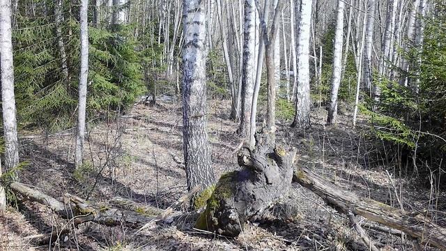 Фотоловушка в весеннем лесу. ЧЁРНЫЕ ДРОЗДЫ, ЗАРЯНКА, КОСУЛЯ, ЛИСИЦА смотреть онлайн