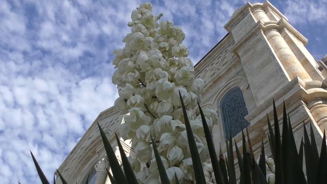 Юки у храма в городе Варна. / Yuki at the temple in the city of Varna. смотреть онлайн